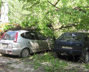 В Макеевке дерево рухнуло на припаркованные авто  