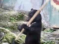 В зоопарке Японии появился медведь, занимающийся кунг фу [видео]