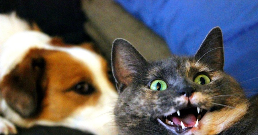 Картинки дня: четверг, 8 августа 