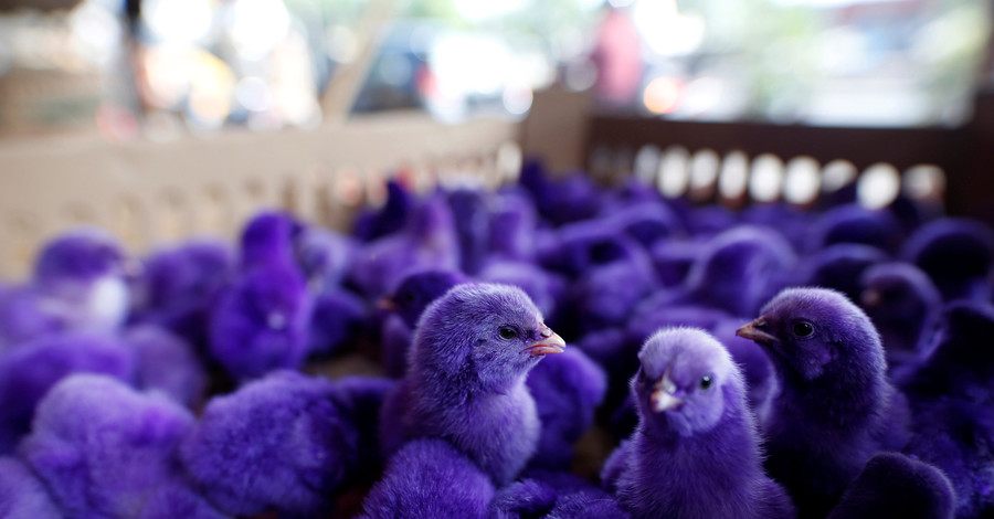 В Индонезии стали массово окрашивать цыплят