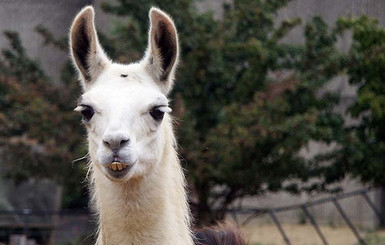 В киевском зоопарке родилась лама
