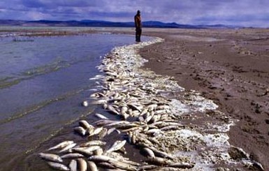 В Киевском водохранилище массово гибнет рыба