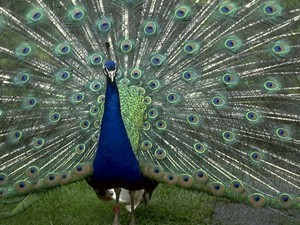 В Феодосии у пляжных фотографов отобрали павлинов