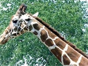 В Ялте появились африканские жирафы.