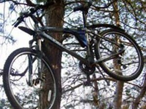 Украденный велосипед нашли …на дереве