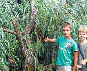 12-летний школьник спас друга, которого привалило дерево