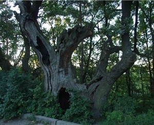 В Киеве растет самое эстетичное дерево в Украине