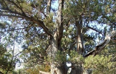 2000-летняя олива из Никитского ботанического сада признана самым старым деревом Украины