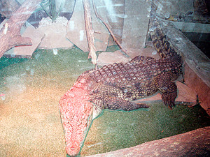 Крокодилица Кеша останется в Одесском акватеррариуме, несмотря на то, что подросла