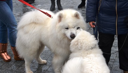 По центру Киева пронеслась стая северных псов