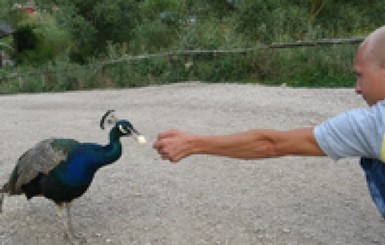 В Крыму туристы выдирают у павлинов перья [Фото]