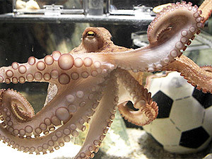 Вещий осьминог Пауль доживет до Евро-2012