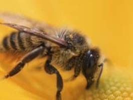 В Винницкой области пчелы до смерти закусали человека 