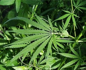 В столичном метро завелся наркоторговец с «конпляными» ногами