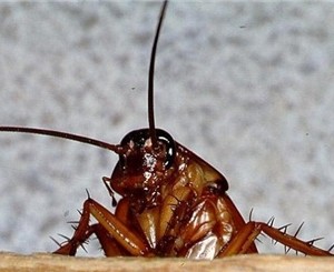 Столичных жителей атаковали тараканы