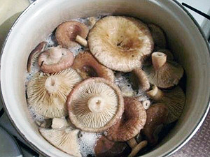 СЭС просит киевлян отказаться от грибов