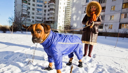 Холодная столица: в Киеве 23 градуса мороза