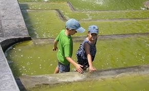 Безопасно ли купание в городских фонтанах?