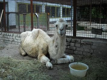 Верблюд Шерхан уже встает, но только на колени