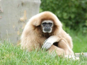 Найдены останки обезьяны возрастом 29 миллионов лет