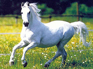 Понедельник, 19 июля, - день Белой Лошади 