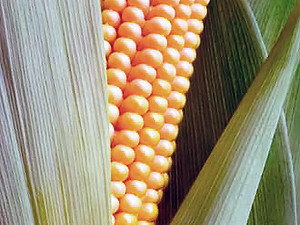 В Украине выросла идеальная кукуруза и семечки