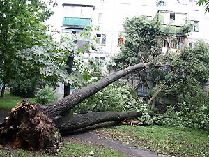 Во время вчерашней стихии в Киеве падали деревья и балконы