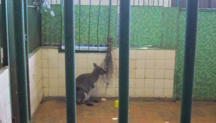Как посетители кормили зверей в зоопарке Харькова