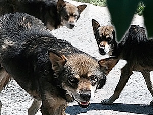 В столице не знают, куда деть бродячих собак, поэтому отпускают их на волю