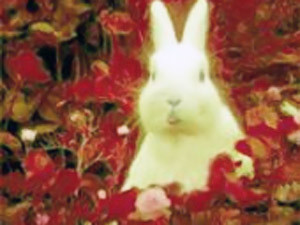 Среда, 28 июля, - день Желтого Кролика 