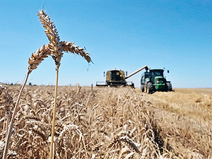 В Украине уже собрали 22 миллиона тонн зерна