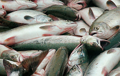 В Полтавской области из-за жары гибнет рыба
