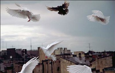 Во Франции голубям начали давать противозачаточные средства