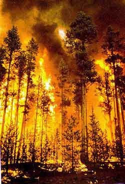 Жертвами лесных пожаров стали 28 жителей России