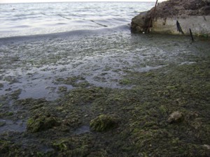 В Евпатории зацвело море