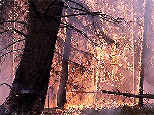 Лесные пожары идут в Украину?