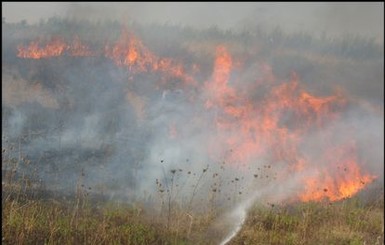Лесными пожарами в Луганске уничтожено 260 гектаров леса