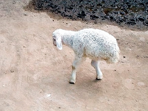 В Китае живет двуногий ягненок