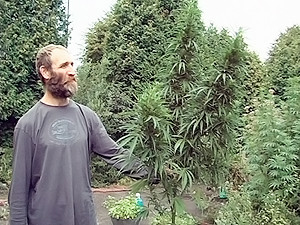 На заброшенной львовской турбазе сторож-отшельник заботливо выращивал коноплю