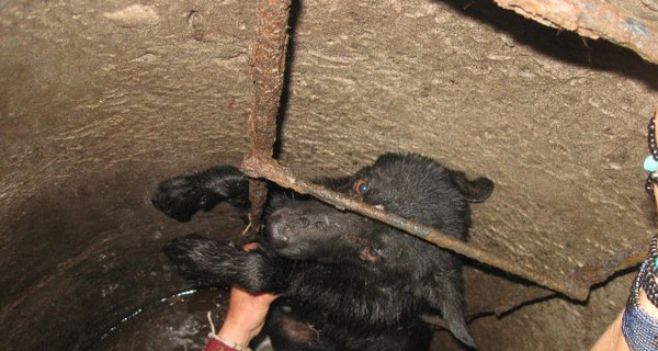 Дворняга полдня просидела в канализационном люке 