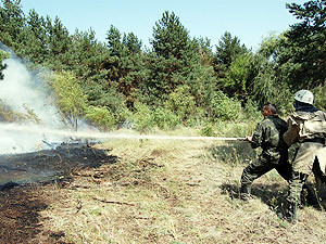 В Днепропетровской области четыре дня горит хвойный лес