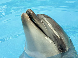 Дикий дельфин попросился пожить в Cевастопольский океанариум