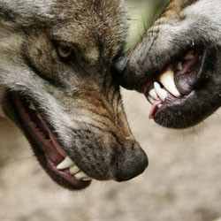 В Донецкой области серый волк чуть не слопал бабушку, внучку и дровосека