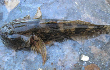 У берегов Ялты рыба пока не дохнет, но не ловится