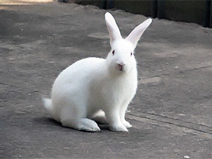 Понедельник, 9 августа, - день Белого Кролика 