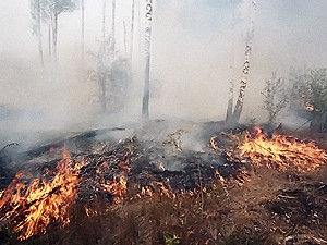 Пожар в Новомосковском лесничестве наконец-то потушили