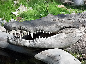 Крокодилы в столичном зоопарке обрадовались жаркому лету и хорошо кушают