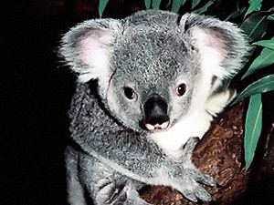 Срочно требуются ловцы коал и сборщики экскрементов кенгуру!
