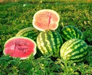 В Гурзуфе объявили войну 