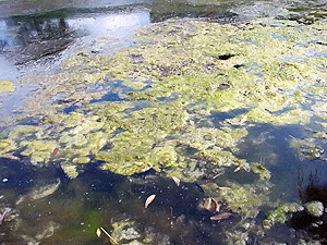 Сине-зеленые водоросли превращают Днепр в болото